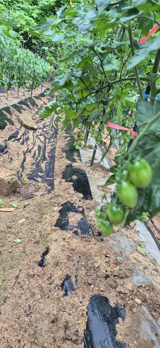 봉림동 태진농장님의 자유주제 · 자유게시판 작성글 사진