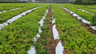 신현길 (님의 자유주제 · 자유게시판 작성글 사진