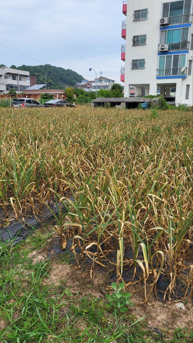 귀향인님의 장터 판매 상품 [홍산마늘 10Kg] 첨부 사진