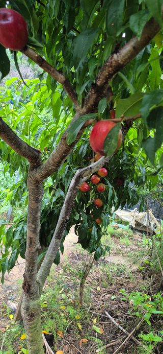 봉림동 태진농장님의 자유주제 · 자유게시판 작성글 사진