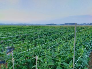 둥이농장(김준태)님의 자유주제 · 자유게시판 작성글 사진