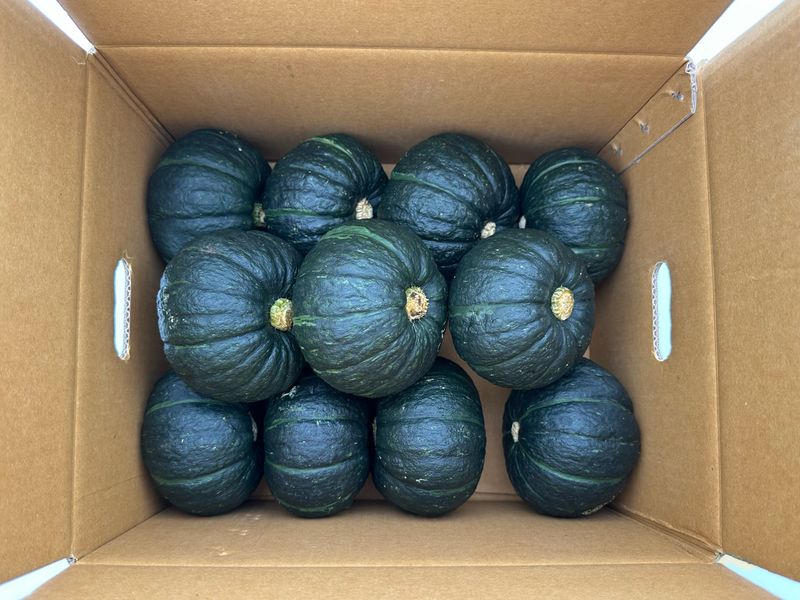 김훈님의 장터 판매 상품 [제주 미니단호박 보우짱] 첨부 사진