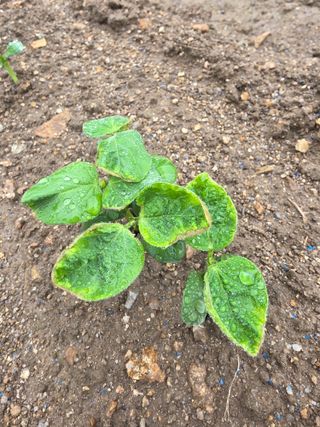 이병현님의 콩 · 자유게시판 작성글 사진