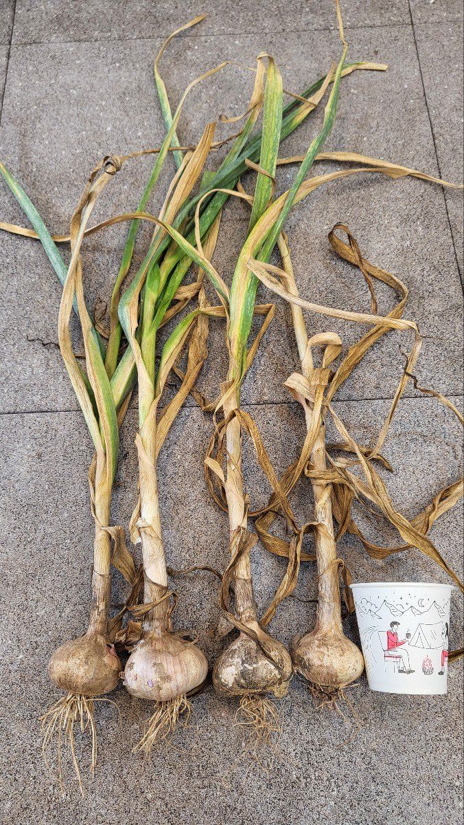 장터 상품 [홍산마늘 10Kg] 썸네일