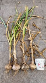 팜모닝 · 게시글 이미지