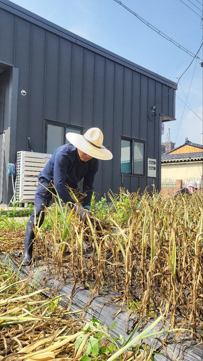 귀향인님의 장터 판매 상품 [홍산마늘 10Kg] 첨부 사진