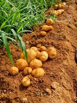 팜모닝 자유주제·자유게시판 게시글 이미지