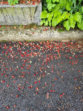 윤미선(농경채인증님의 자유주제 · 자유게시판 작성글 사진