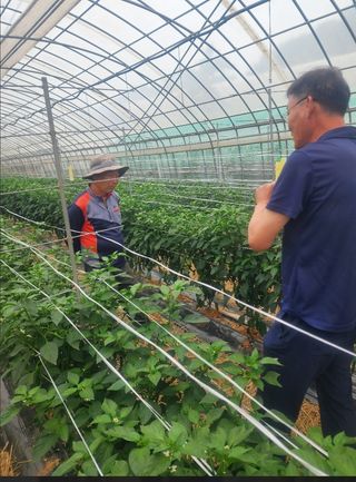 대산농사대장님의 고추 · 비료•농약 작성글 사진