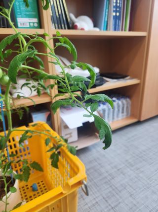 옥수수28061님의 농사, 무엇이든 물어보세요! · 참여글 작성글 사진