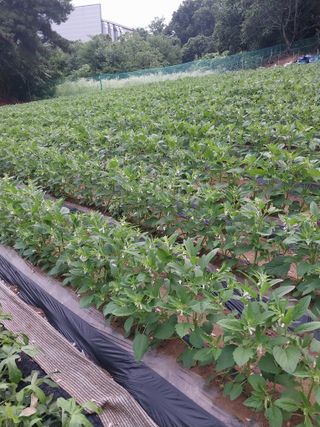 정금천님의 자유주제 · 자유게시판 작성글 사진