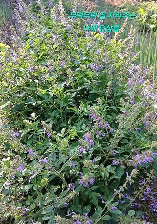 인생은 소풍처럼님의 자유주제 · 자유게시판 작성글 사진