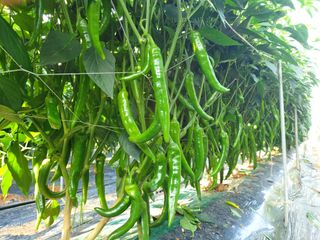 둥이농장(김준태)님의 자유주제 · 자유게시판 작성글 사진