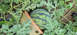 봉림동 태진농장님의 자유주제 · 자유게시판 작성글 사진