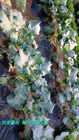 인생은 소풍처럼님의 자유주제 · 자유게시판 작성글 사진