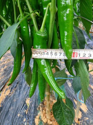 둥이농장(김준태)님의 자유주제 · 자유게시판 작성글 사진