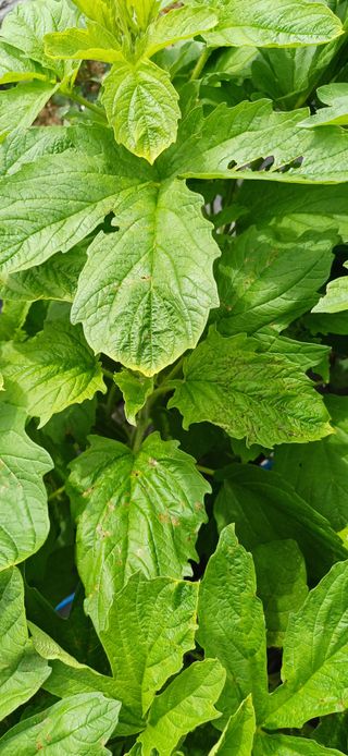 산골마님님의 자유주제 · 자유게시판 작성글 사진