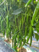 팜모닝 자유주제·자유게시판 게시글 이미지