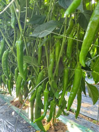 둥이농장(김준태)님의 자유주제 · 자유게시판 작성글 사진