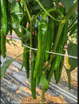 대산농사대장님의 고추 · 비료•농약 작성글 사진