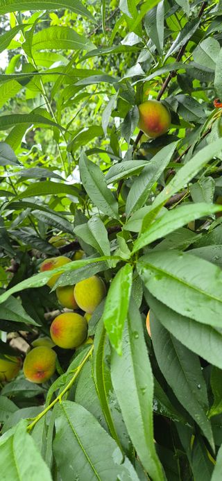 봉림동 태진농장님의 자유주제 · 자유게시판 작성글 사진