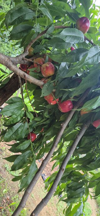 봉림동 태진농장님의 자유주제 · 자유게시판 작성글 사진