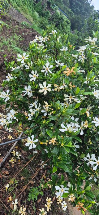 봉림동 태진농장님의 자유주제 · 자유게시판 작성글 사진