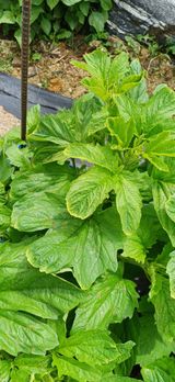 팜모닝 자유주제·자유게시판 게시글 이미지