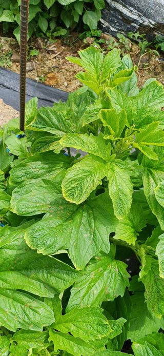 산골마님님의 자유주제 · 자유게시판 작성글 사진