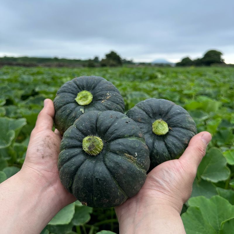 김훈님의 장터 판매 상품 [제주 미니단호박 보우짱] 첨부 사진