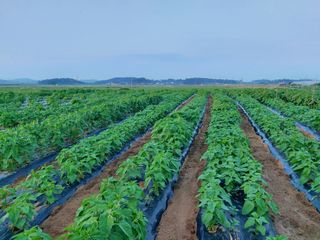 둥이농장(김준태)님의 자유주제 · 자유게시판 작성글 사진