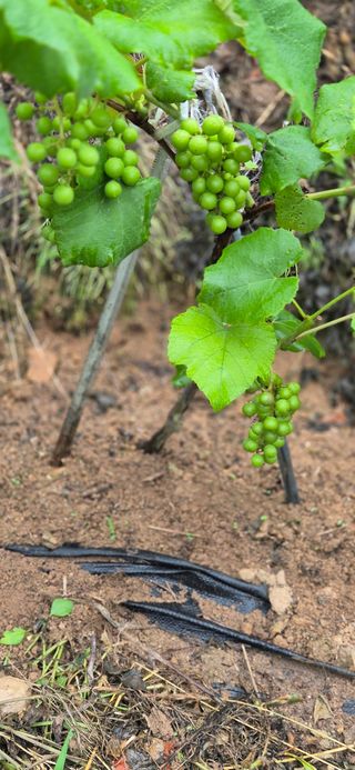 봉림동 태진농장님의 자유주제 · 자유게시판 작성글 사진