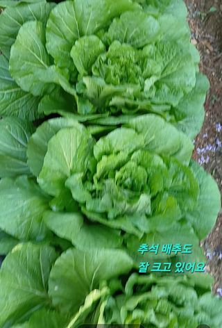 인생은 소풍처럼님의 자유주제 · 자유게시판 작성글 사진