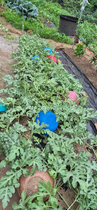 봉림동 태진농장님의 자유주제 · 자유게시판 작성글 사진