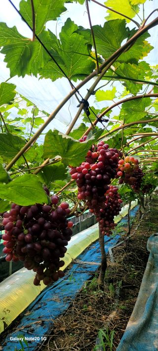 서대산향수님의 자유주제 · 자유게시판 작성글 사진