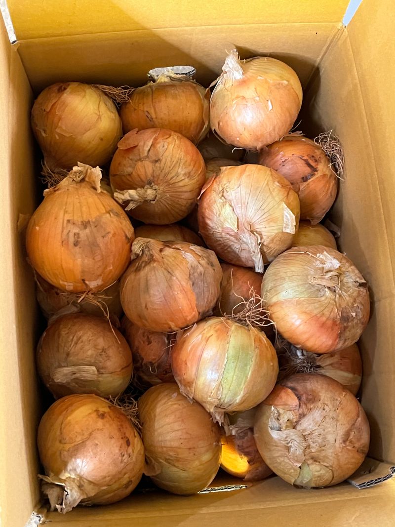 장터 상품 [[산지직송] 국내산 햇양파 13kg] 썸네일