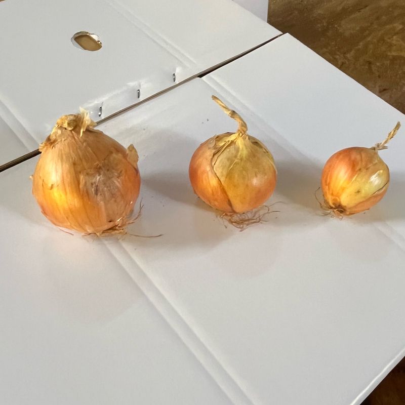 산들님의 장터 판매 상품 [[산지직송] 국내산 햇양파 13kg] 첨부 사진