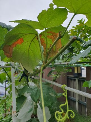 이용순님의 포도 · 병해충상담 작성글 사진