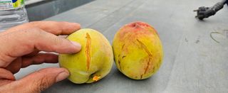 종합선물세트님의 농사, 무엇이든 물어보세요! · 참여글 작성글 사진