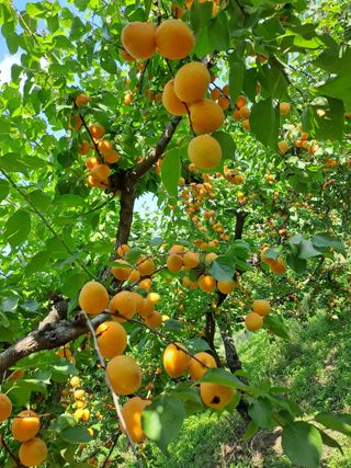 김금옥님의 작성글 사진