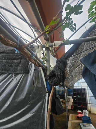 일심묘목농원님의 자유주제 · 자유게시판 작성글 사진