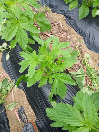 김응구님의 농사, 무엇이든 물어보세요! · 참여글 작성글 사진