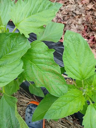 김응구님의 농사, 무엇이든 물어보세요! · 참여글 작성글 사진