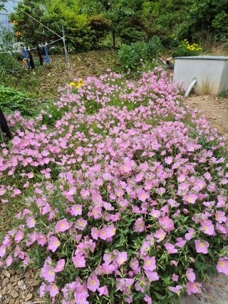 엘림농장님의 자유주제 · 사진전 작성글 사진