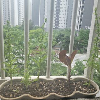 새싹윤디님의 자유주제 · 자유게시판 작성글 사진