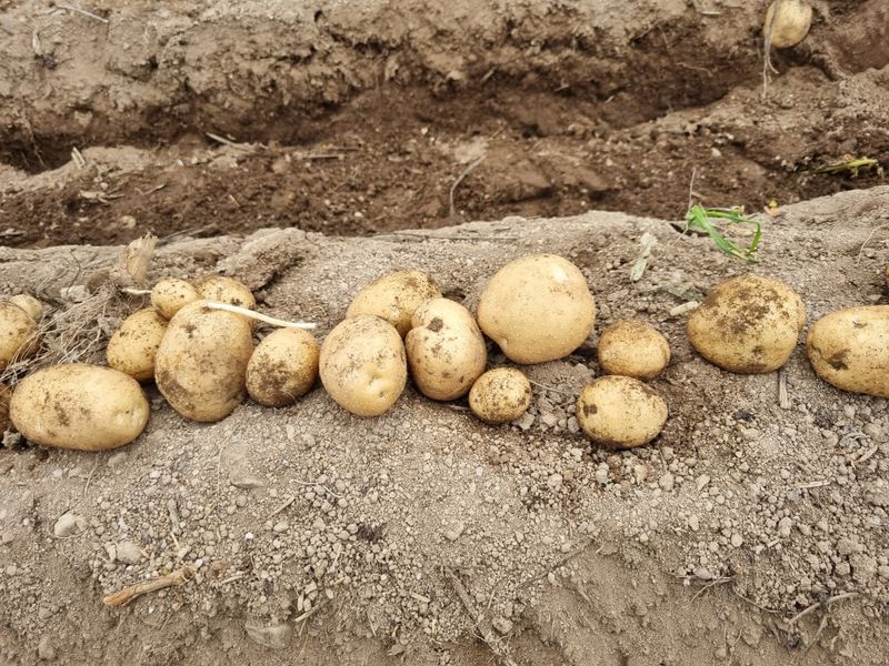 원인호님의 장터 판매 상품 [햇감자 10키로] 첨부 사진