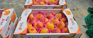 종합선물세트님의 농사, 무엇이든 물어보세요! · 참여글 작성글 사진