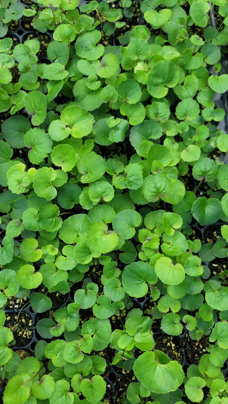 장터 상품 [잔대 105구 트레이모종 한판] 썸네일