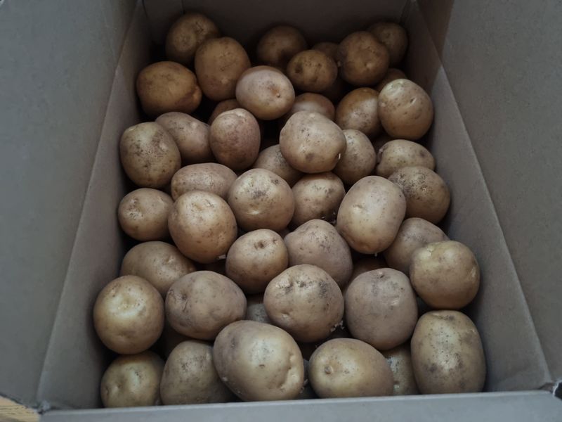 원인호님의 장터 판매 상품 [햇감자 10키로] 첨부 사진