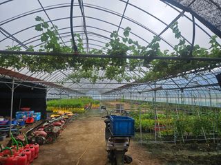 일심묘목농원님의 자유주제 · 자유게시판 작성글 사진